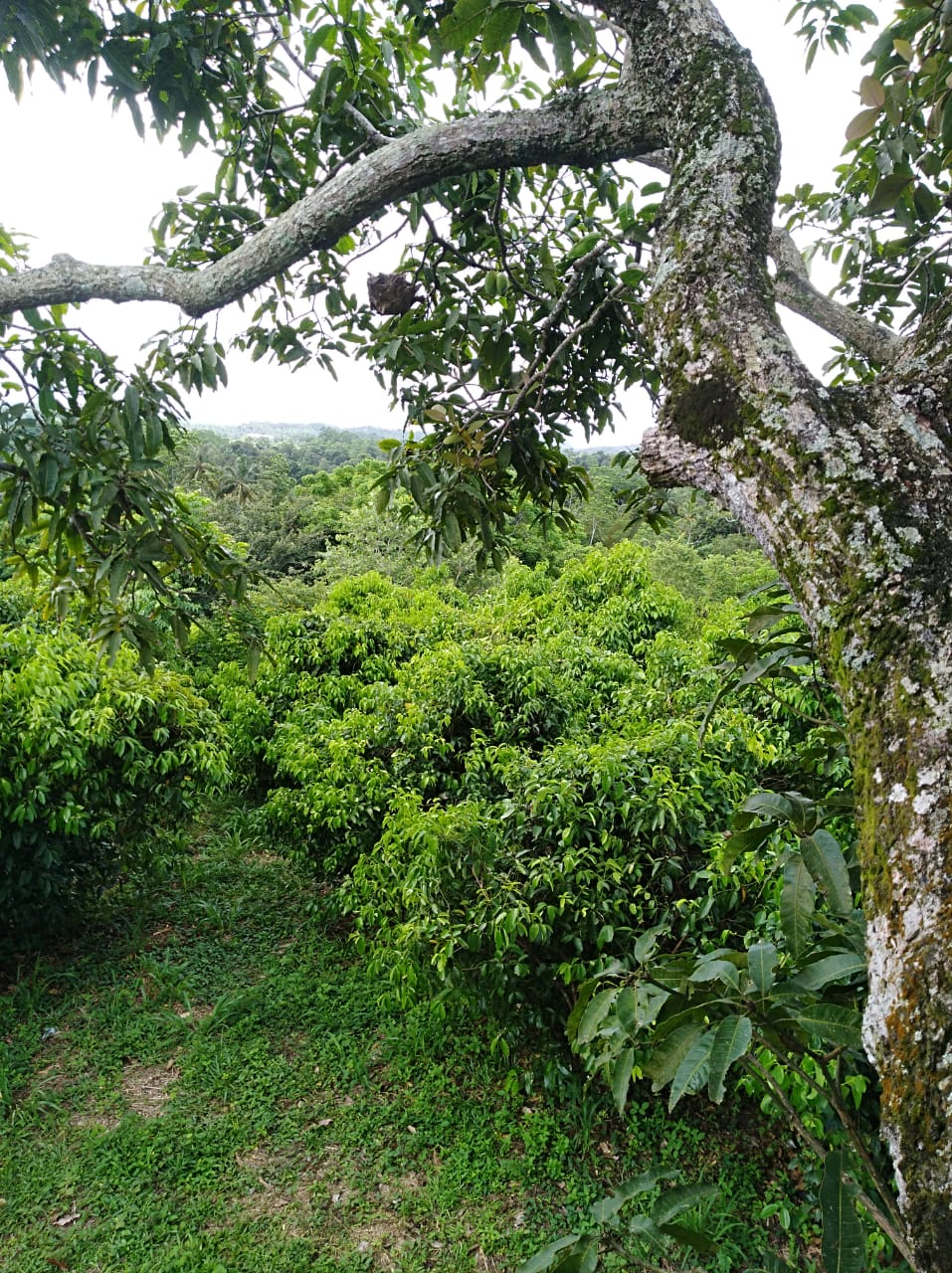 Land for Sale Ahanagama - Kabalana
