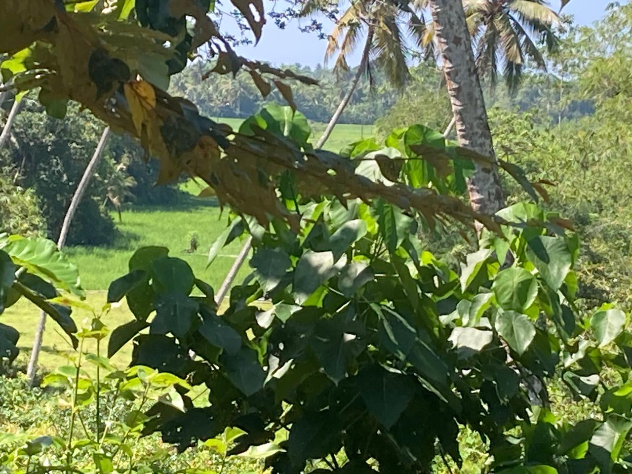 Land for Sale Weligama