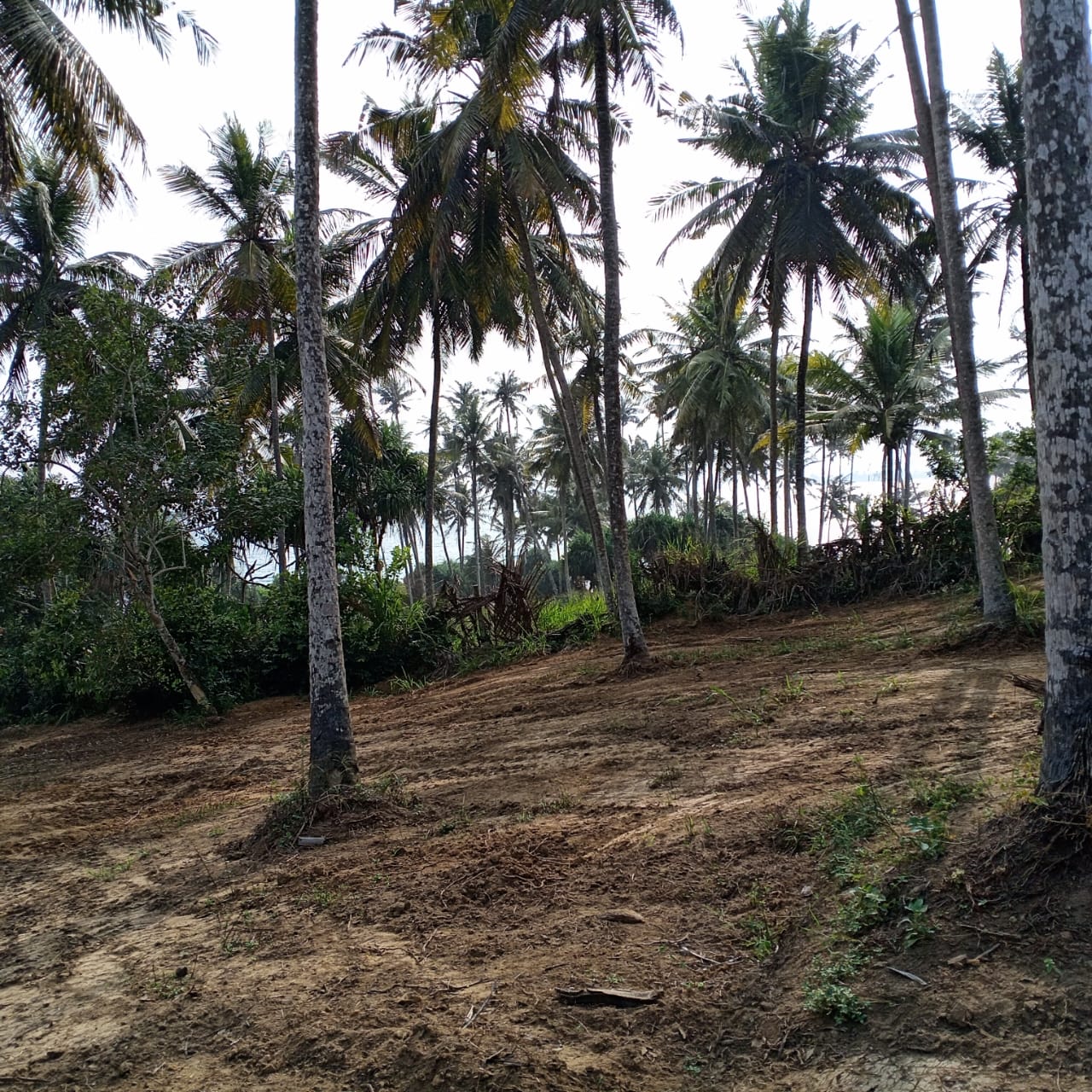 Beach View Land for Sale Hiriketiya